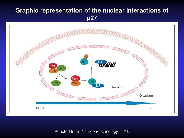 Graphic representation of the nuclear interactions of p 27 Adapted from: Neuroendocrinology 2010 Graphic representation of the nuclear interactions of p 27 Adapted from: Neuroendocrinology 2010