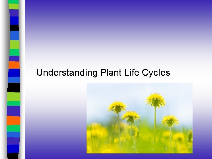 Understanding Plant Life Cycles 