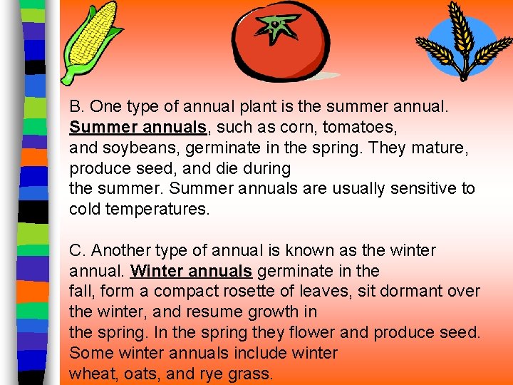 B. One type of annual plant is the summer annual. Summer annuals, such as