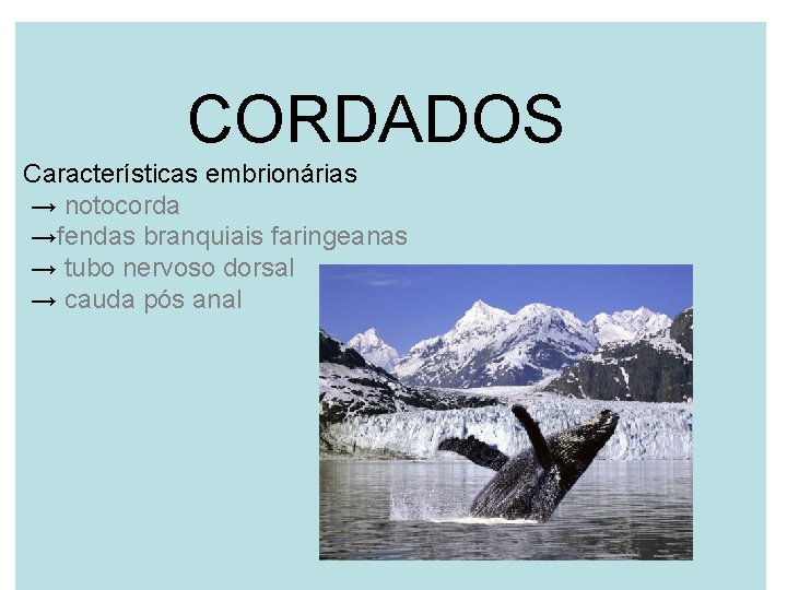 CORDADOS Características embrionárias → notocorda →fendas branquiais faringeanas → tubo nervoso dorsal → cauda