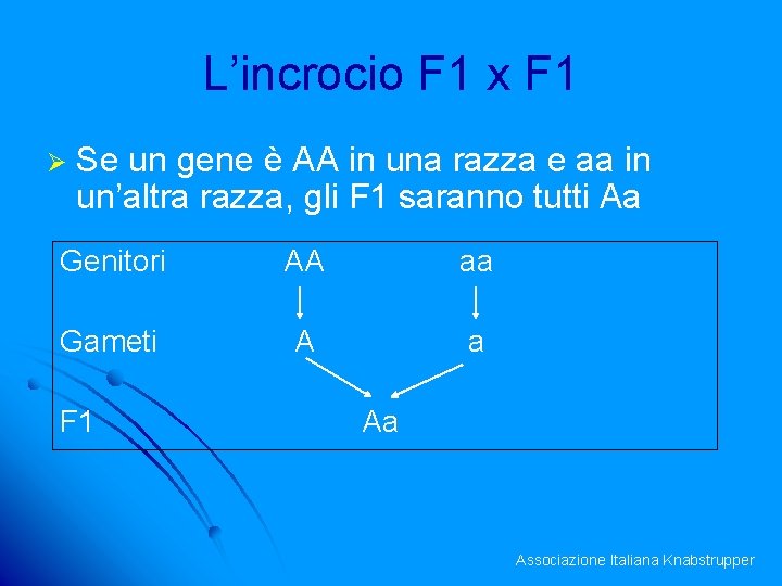 L’incrocio F 1 x F 1 Ø Se un gene è AA in una