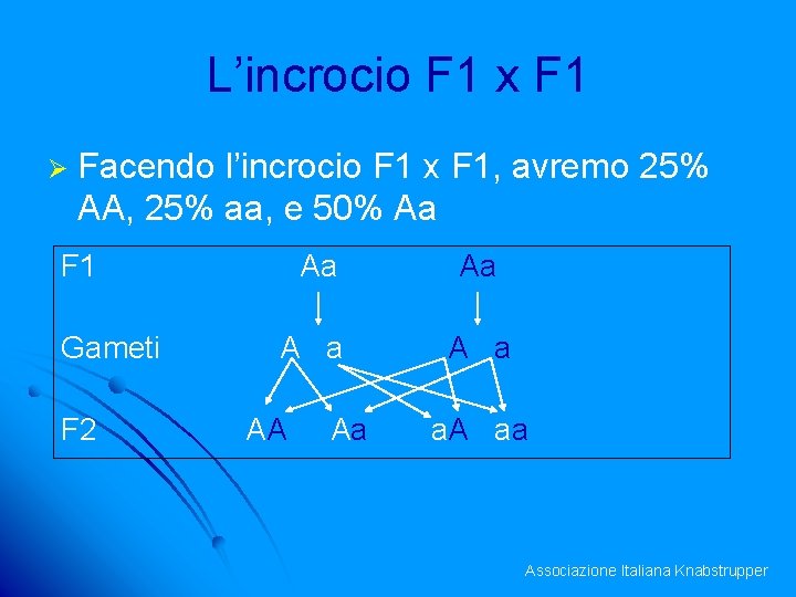 L’incrocio F 1 x F 1 Ø Facendo l’incrocio F 1 x F 1,