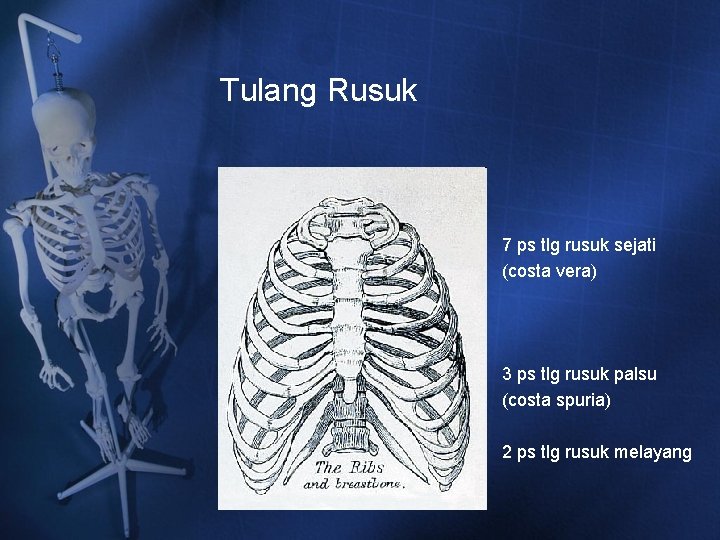 Tulang Rusuk 7 ps tlg rusuk sejati (costa vera) 3 ps tlg rusuk palsu Tulang Rusuk 7 ps tlg rusuk sejati (costa vera) 3 ps tlg rusuk palsu