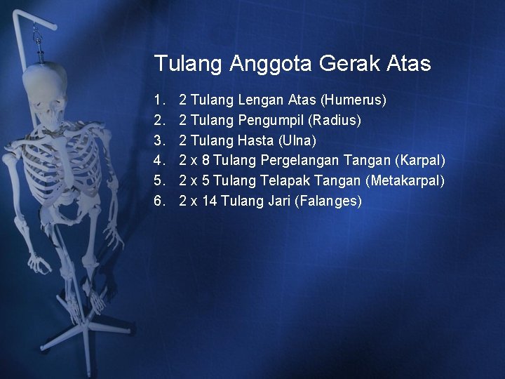 Tulang Anggota Gerak Atas 1. 2. 3. 4. 5. 6. 2 Tulang Lengan Atas Tulang Anggota Gerak Atas 1. 2. 3. 4. 5. 6. 2 Tulang Lengan Atas
