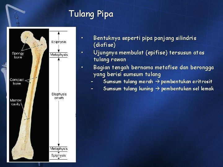 Tulang Pipa • • • – – Bentuknya seperti pipa panjang silindris (diafise) Ujungnya Tulang Pipa • • • – – Bentuknya seperti pipa panjang silindris (diafise) Ujungnya