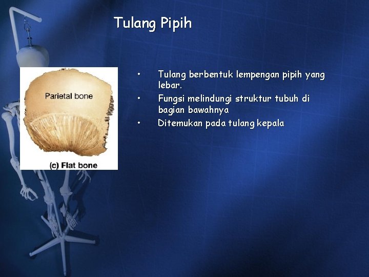 Tulang Pipih • • • Tulang berbentuk lempengan pipih yang lebar. Fungsi melindungi struktur Tulang Pipih • • • Tulang berbentuk lempengan pipih yang lebar. Fungsi melindungi struktur