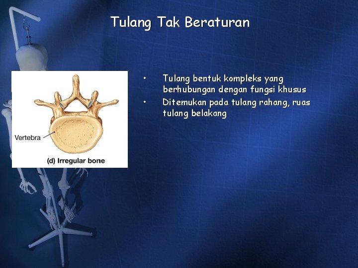 Tulang Tak Beraturan • • Tulang bentuk kompleks yang berhubungan dengan fungsi khusus Ditemukan Tulang Tak Beraturan • • Tulang bentuk kompleks yang berhubungan dengan fungsi khusus Ditemukan