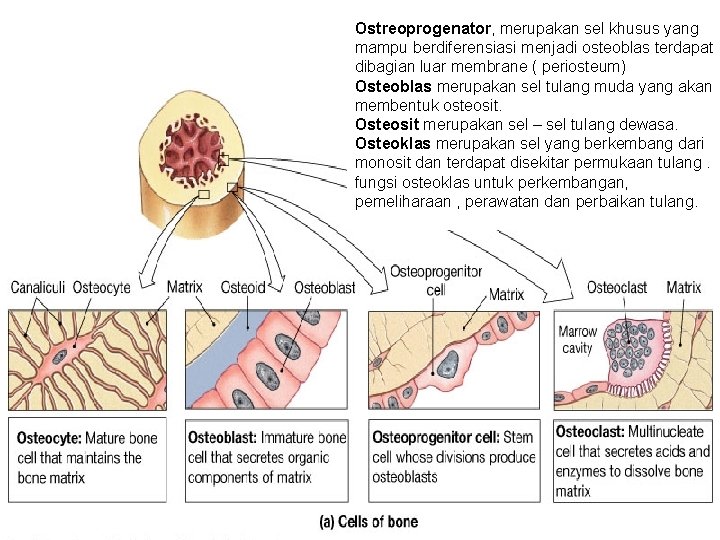 Ostreoprogenator, merupakan sel khusus yang mampu berdiferensiasi menjadi osteoblas terdapat dibagian luar membrane ( Ostreoprogenator, merupakan sel khusus yang mampu berdiferensiasi menjadi osteoblas terdapat dibagian luar membrane (