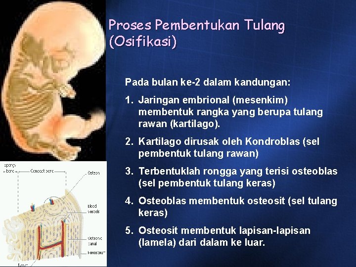 Proses Pembentukan Tulang (Osifikasi) Pada bulan ke-2 dalam kandungan: 1. Jaringan embrional (mesenkim) membentuk Proses Pembentukan Tulang (Osifikasi) Pada bulan ke-2 dalam kandungan: 1. Jaringan embrional (mesenkim) membentuk