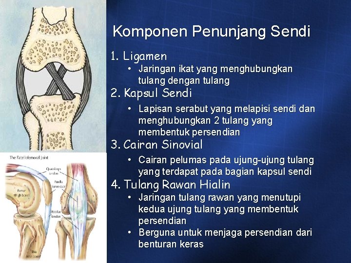 Komponen Penunjang Sendi 1. Ligamen • Jaringan ikat yang menghubungkan tulang dengan tulang 2. Komponen Penunjang Sendi 1. Ligamen • Jaringan ikat yang menghubungkan tulang dengan tulang 2.