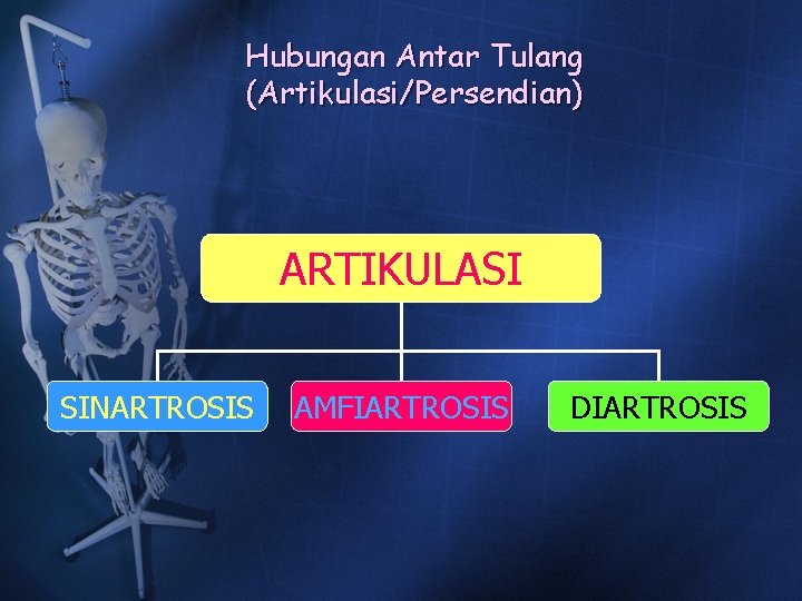 Hubungan Antar Tulang (Artikulasi/Persendian) ARTIKULASI SINARTROSIS AMFIARTROSIS DIARTROSIS Hubungan Antar Tulang (Artikulasi/Persendian) ARTIKULASI SINARTROSIS AMFIARTROSIS DIARTROSIS