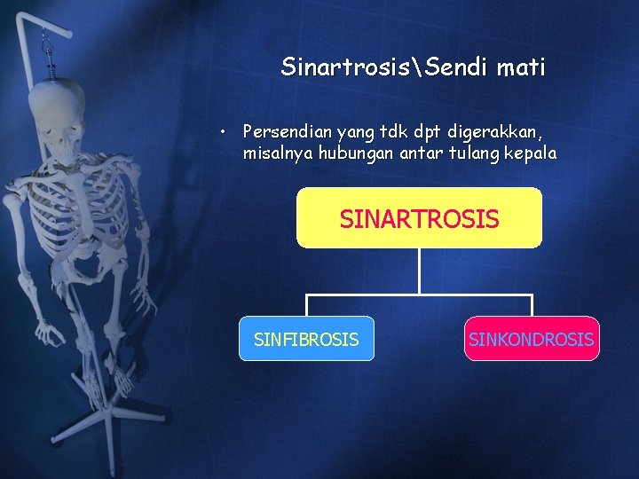 SinartrosisSendi mati • Persendian yang tdk dpt digerakkan, misalnya hubungan antar tulang kepala SINARTROSIS SinartrosisSendi mati • Persendian yang tdk dpt digerakkan, misalnya hubungan antar tulang kepala SINARTROSIS