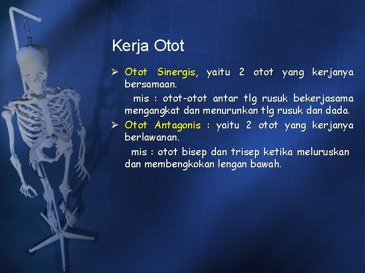 Kerja Otot Ø Otot Sinergis, yaitu 2 otot yang kerjanya bersamaan. mis : otot-otot Kerja Otot Ø Otot Sinergis, yaitu 2 otot yang kerjanya bersamaan. mis : otot-otot