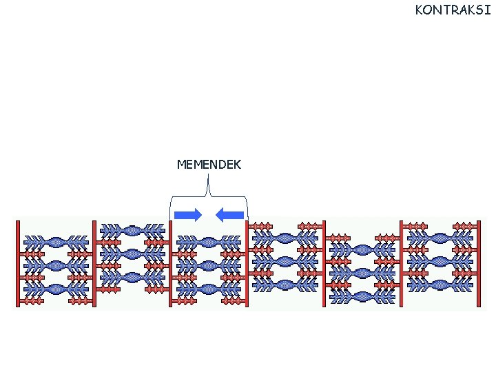 KONTRAKSI MEMENDEK KONTRAKSI MEMENDEK