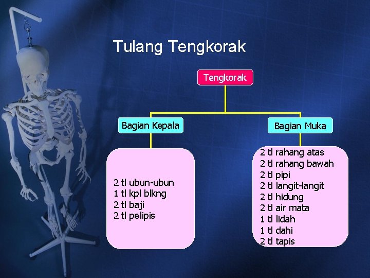 Tulang Tengkorak Bagian Kepala 2 1 2 2 tl tl ubun-ubun kpl blkng baji Tulang Tengkorak Bagian Kepala 2 1 2 2 tl tl ubun-ubun kpl blkng baji