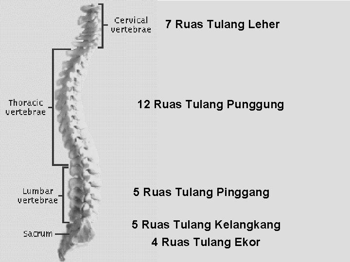 7 Ruas Tulang Leher 12 Ruas Tulang Punggung 5 Ruas Tulang Pinggang 5 Ruas 7 Ruas Tulang Leher 12 Ruas Tulang Punggung 5 Ruas Tulang Pinggang 5 Ruas