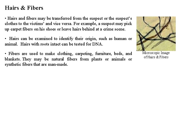 Hairs & Fibers • Hairs and fibers may be transferred from the suspect or Hairs & Fibers • Hairs and fibers may be transferred from the suspect or