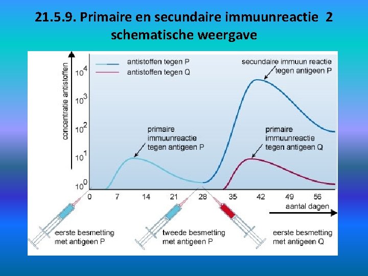 21. 5. 9. Primaire en secundaire immuunreactie 2 schematische weergave 
