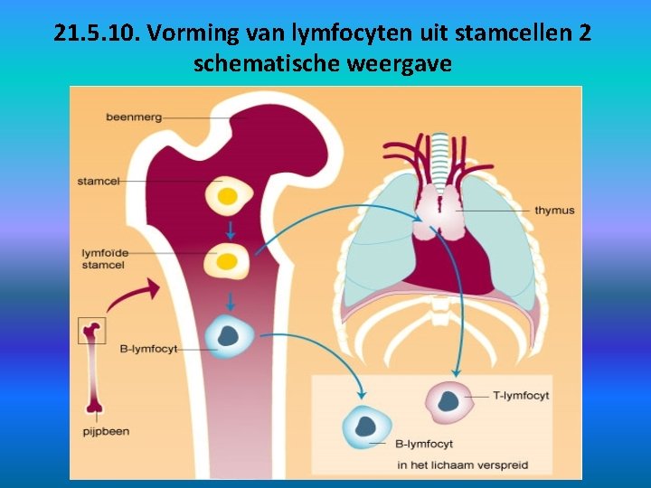 21. 5. 10. Vorming van lymfocyten uit stamcellen 2 schematische weergave 