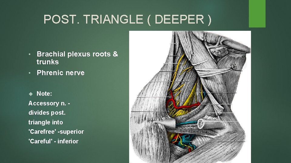 POST. TRIANGLE ( DEEPER ) Brachial plexus roots & trunks • Phrenic nerve •