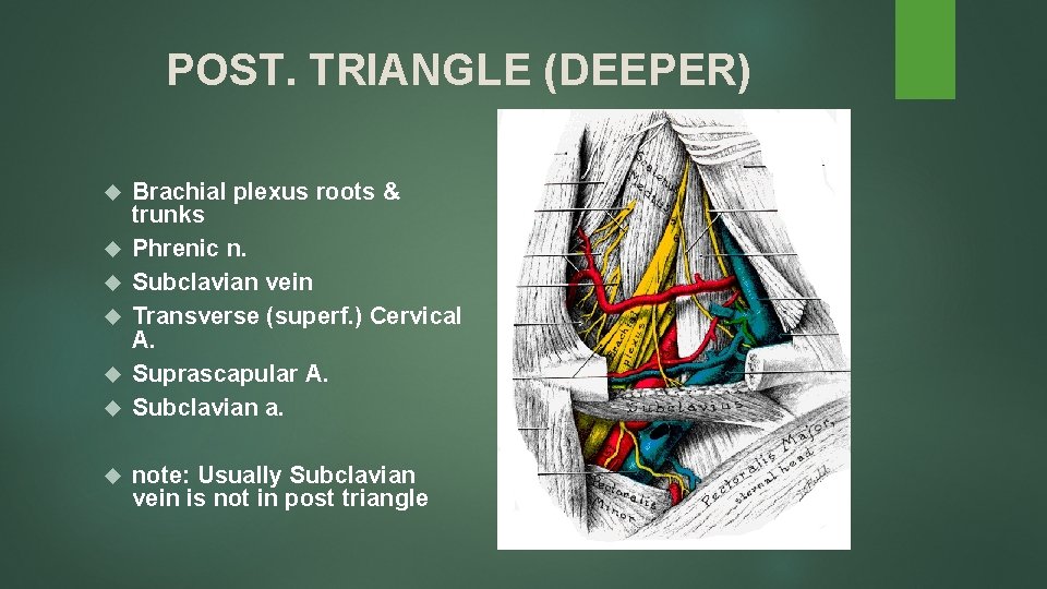 POST. TRIANGLE (DEEPER) Brachial plexus roots & trunks Phrenic n. Subclavian vein Transverse (superf.
