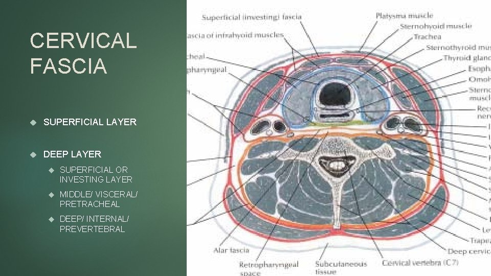CERVICAL FASCIA SUPERFICIAL LAYER DEEP LAYER SUPERFICIAL OR INVESTING LAYER MIDDLE/ VISCERAL/ PRETRACHEAL DEEP/