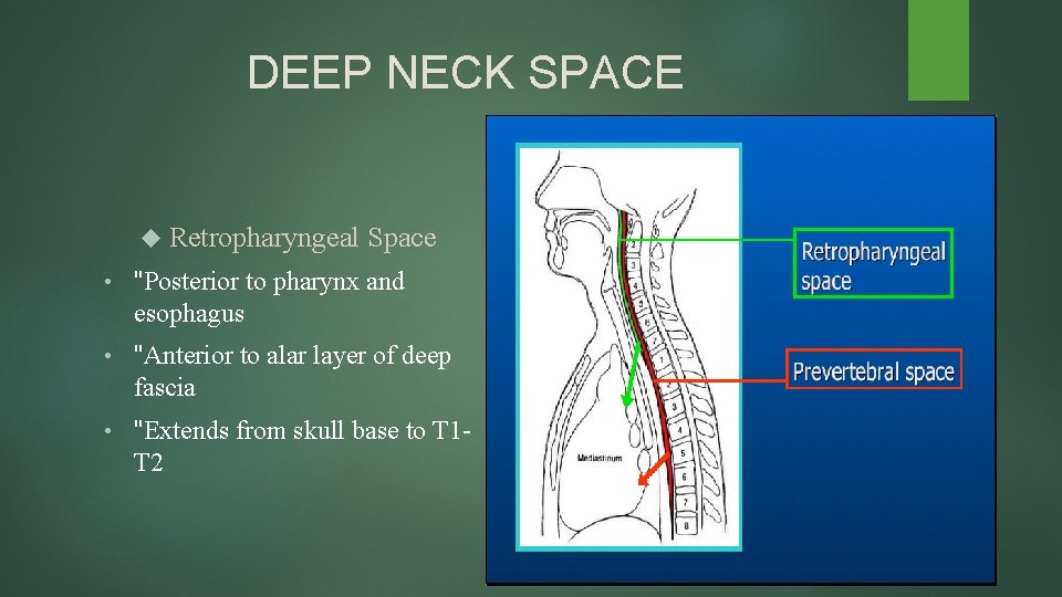 DEEP NECK SPACE Retropharyngeal Space • "Posterior to pharynx and esophagus • "Anterior to
