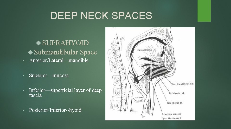 DEEP NECK SPACES SUPRAHYOID Submandibular Space • Anterior/Lateral—mandible • Superior—mucosa • Inferior—superficial layer of