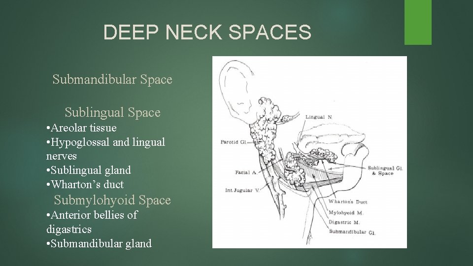 DEEP NECK SPACES Submandibular Space Sublingual Space • Areolar tissue • Hypoglossal and lingual