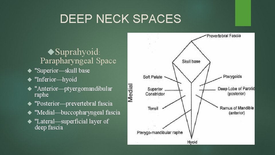 DEEP NECK SPACES Suprahyoid: Parapharyngeal Space "Superior—skull base "Inferior—hyoid "Anterior—ptyergomandibular raphe "Posterior—prevertebral fascia "Medial—buccopharyngeal