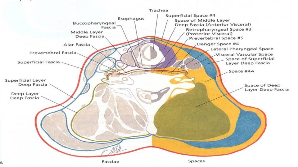 Fascial planes and Neck spaces 