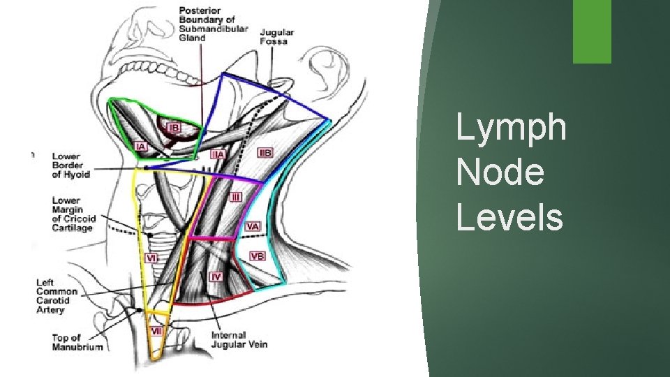 Lymph Node Levels 