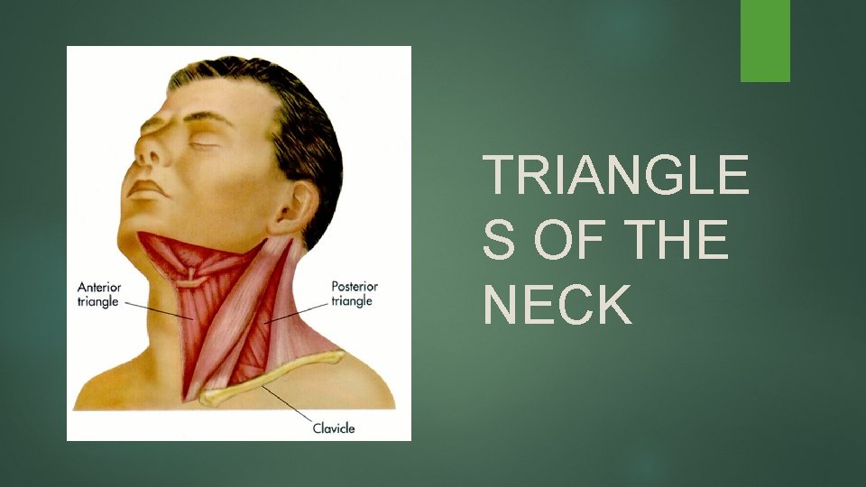 TRIANGLE S OF THE NECK 