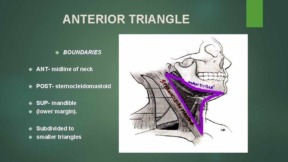 ANTERIOR TRIANGLE BOUNDARIES ANT- midline of neck POST- sternocleidomastoid SUP- mandible (lower margin). Subdivided