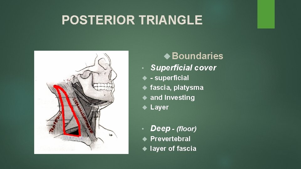 POSTERIOR TRIANGLE Boundaries • Superficial cover - superficial fascia, platysma and Investing Layer •
