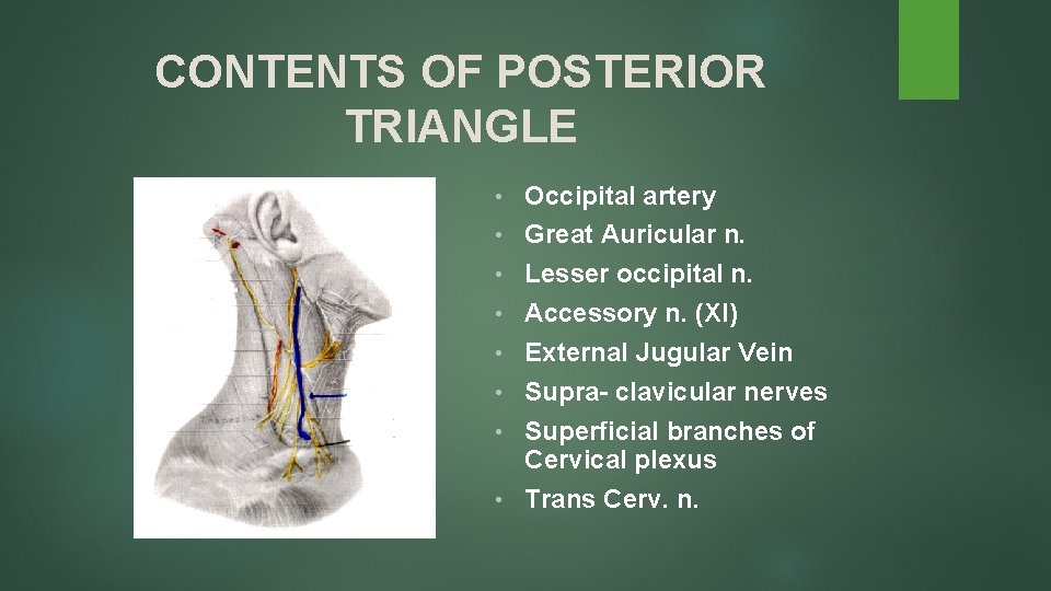 CONTENTS OF POSTERIOR TRIANGLE • • Occipital artery Great Auricular n. Lesser occipital n.