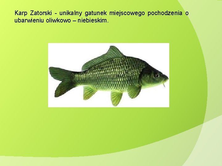 Karp Zatorski - unikalny gatunek miejscowego pochodzenia o ubarwieniu oliwkowo – niebieskim. Karp Zatorski - unikalny gatunek miejscowego pochodzenia o ubarwieniu oliwkowo – niebieskim.
