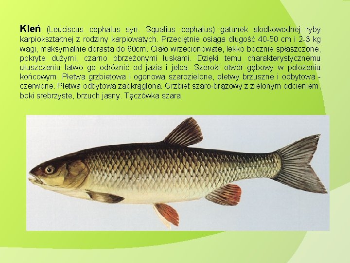 Kleń (Leuciscus cephalus syn. Squalius cephalus) gatunek słodkowodnej ryby karpiokształtnej z rodziny karpiowatych. Przeciętnie
