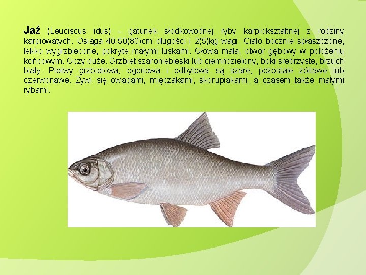 Jaź (Leuciscus idus) - gatunek słodkowodnej ryby karpiokształtnej z rodziny karpiowatych. Osiąga 40 -50(80)cm Jaź (Leuciscus idus) - gatunek słodkowodnej ryby karpiokształtnej z rodziny karpiowatych. Osiąga 40 -50(80)cm