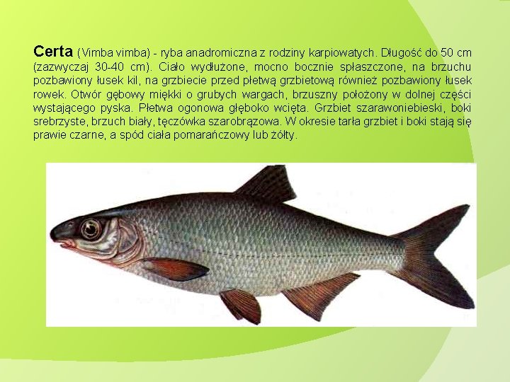 Certa (Vimba vimba) - ryba anadromiczna z rodziny karpiowatych. Długość do 50 cm (zazwyczaj Certa (Vimba vimba) - ryba anadromiczna z rodziny karpiowatych. Długość do 50 cm (zazwyczaj