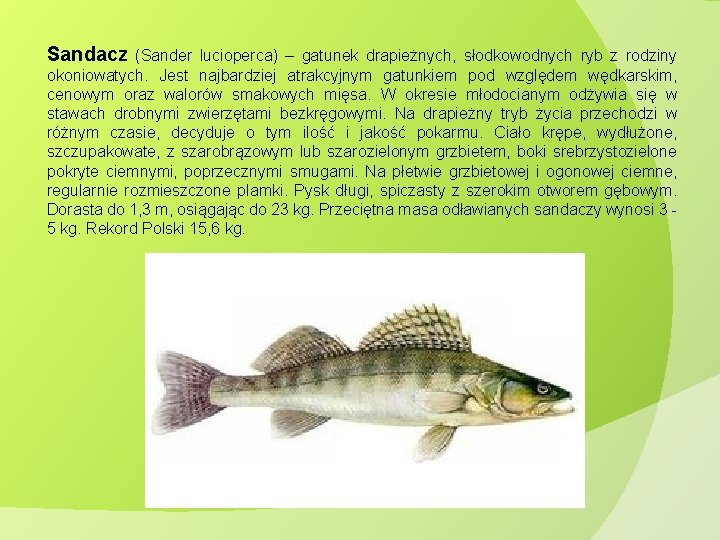 Sandacz (Sander lucioperca) – gatunek drapieżnych, słodkowodnych ryb z rodziny okoniowatych. Jest najbardziej atrakcyjnym Sandacz (Sander lucioperca) – gatunek drapieżnych, słodkowodnych ryb z rodziny okoniowatych. Jest najbardziej atrakcyjnym