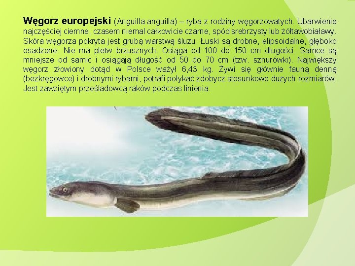 Węgorz europejski (Anguilla anguilla) – ryba z rodziny węgorzowatych. Ubarwienie najczęściej ciemne, czasem niemal Węgorz europejski (Anguilla anguilla) – ryba z rodziny węgorzowatych. Ubarwienie najczęściej ciemne, czasem niemal