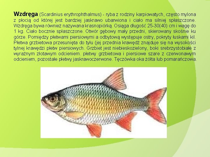 Wzdręga (Scardinius erythrophthalmus) - ryba z rodziny karpiowatych, często mylona z płocią od której