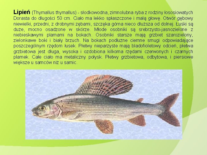 Lipień (Thymallus thymallus) - słodkowodna, zimnolubna ryba z rodziny łososiowatych Dorasta do długości 50