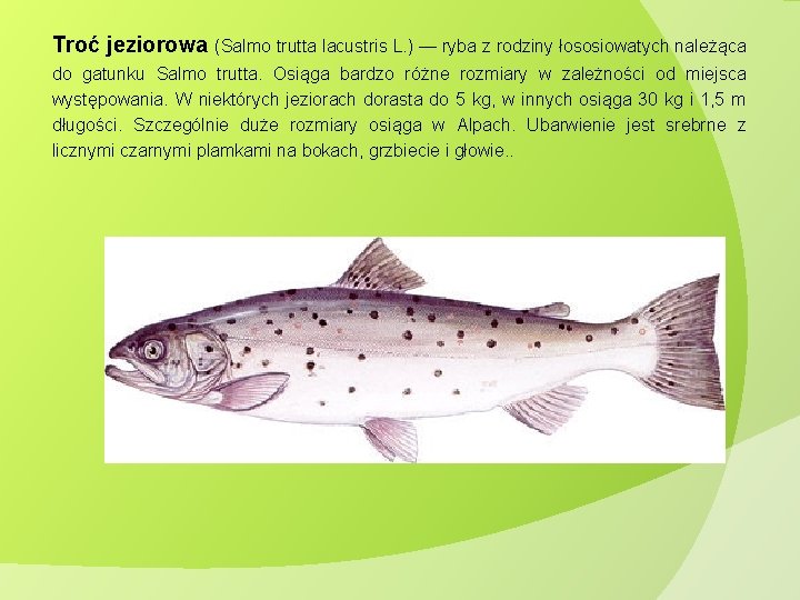 Troć jeziorowa (Salmo trutta lacustris L. ) — ryba z rodziny łososiowatych należąca do