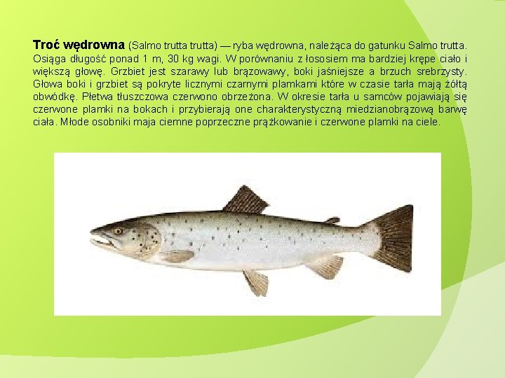 Troć wędrowna (Salmo trutta) — ryba wędrowna, należąca do gatunku Salmo trutta. Osiąga długość Troć wędrowna (Salmo trutta) — ryba wędrowna, należąca do gatunku Salmo trutta. Osiąga długość