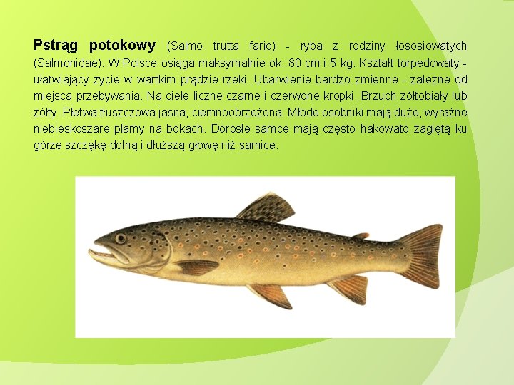 Pstrąg potokowy (Salmo trutta fario) - ryba z rodziny łososiowatych (Salmonidae). W Polsce osiąga Pstrąg potokowy (Salmo trutta fario) - ryba z rodziny łososiowatych (Salmonidae). W Polsce osiąga