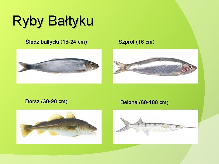 Ryby Bałtyku Śledź bałtycki (18 -24 cm) Dorsz (30 -90 cm) Szprot (16 cm) Ryby Bałtyku Śledź bałtycki (18 -24 cm) Dorsz (30 -90 cm) Szprot (16 cm)