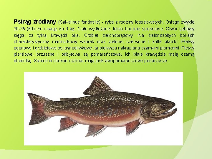 Pstrąg źródlany (Salvelinus fontinalis) - ryba z rodziny łososiowatych. Osiąga zwykle 20 -35 (50)