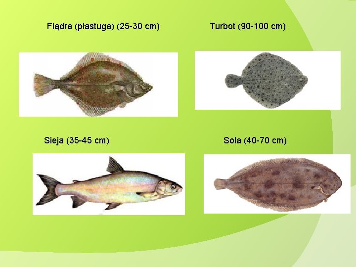 Flądra (płastuga) (25 -30 cm) Sieja (35 -45 cm) Turbot (90 -100 cm) Sola